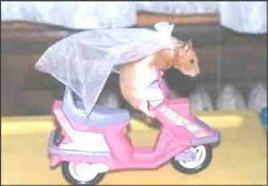 animals1.jpg.w300h208.jpg
